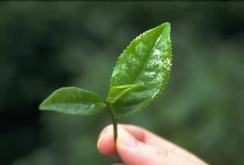 遠(yuan)紅外加熱(re)技(ji)術(shu)在(zai)茶葉加(jia)工(gong)中的應用